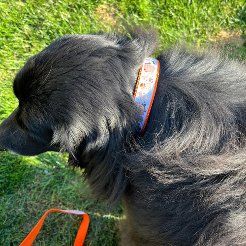 BGSU Pet Collar